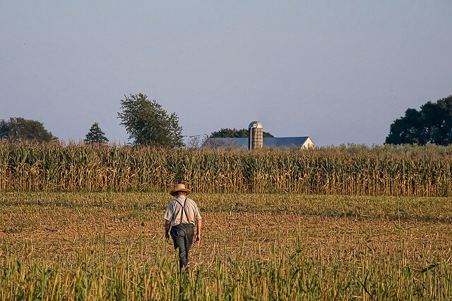 amish farmer