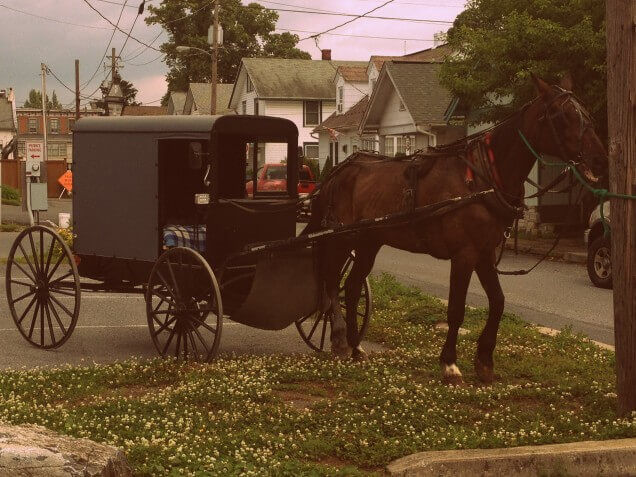 horse drawn carriage