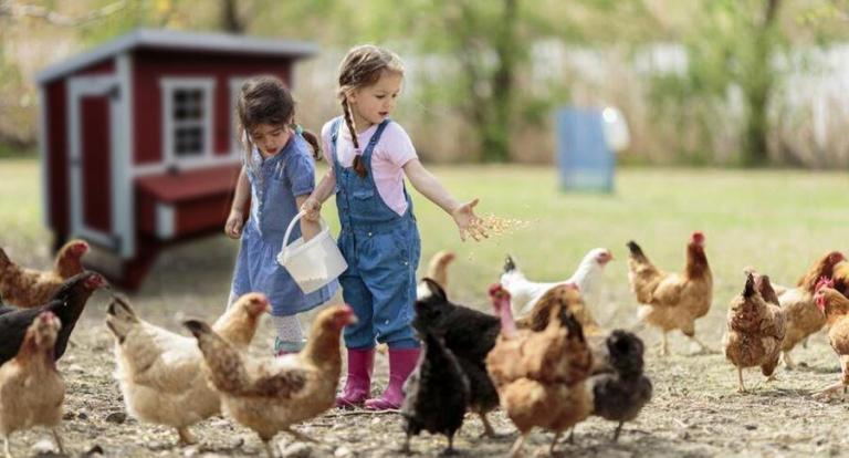 Amish Chicken Coops and Supplies | Amish Country Gazebos