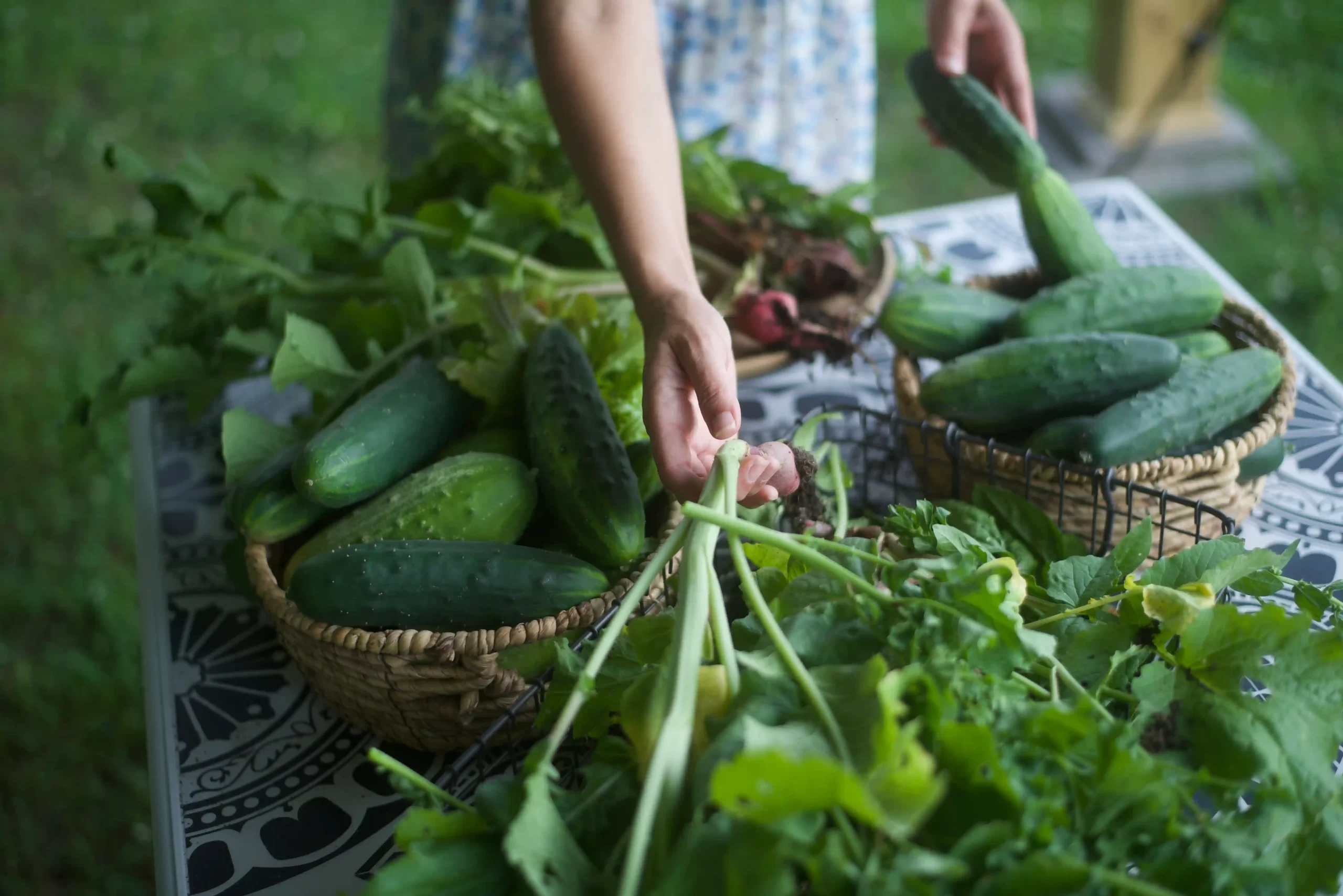 Woman gathering vegetables